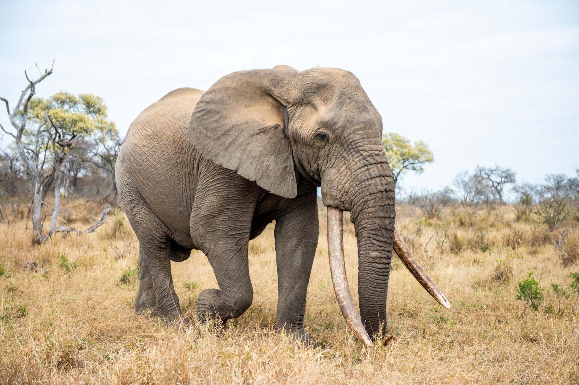Tomo Safari Lodge Hoedspruit Eksteriør bilde