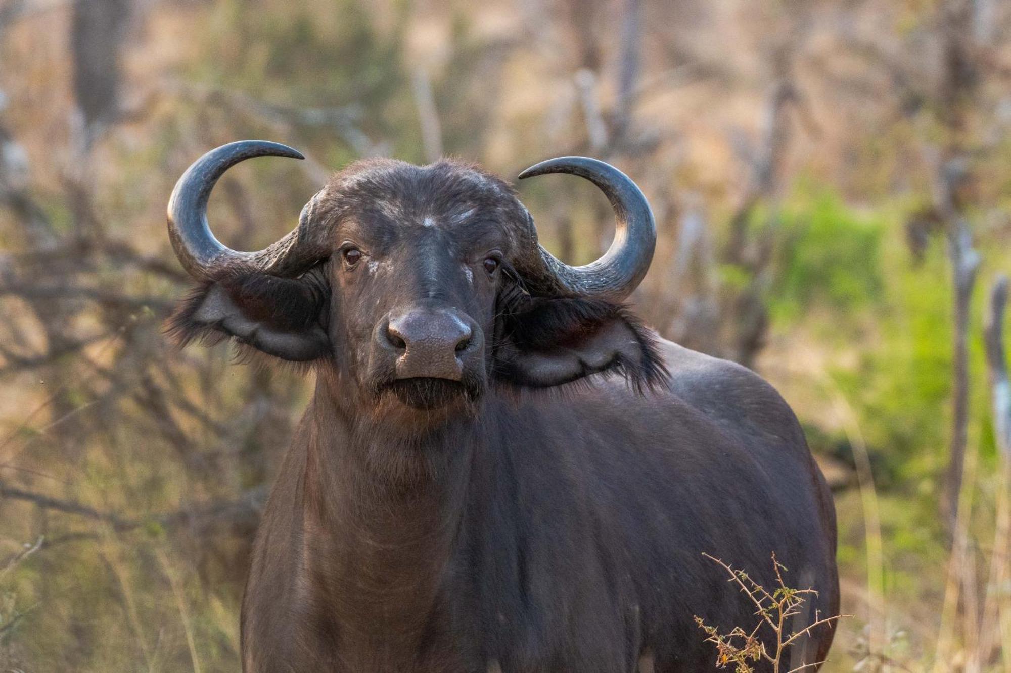 Tomo Safari Lodge Hoedspruit Eksteriør bilde