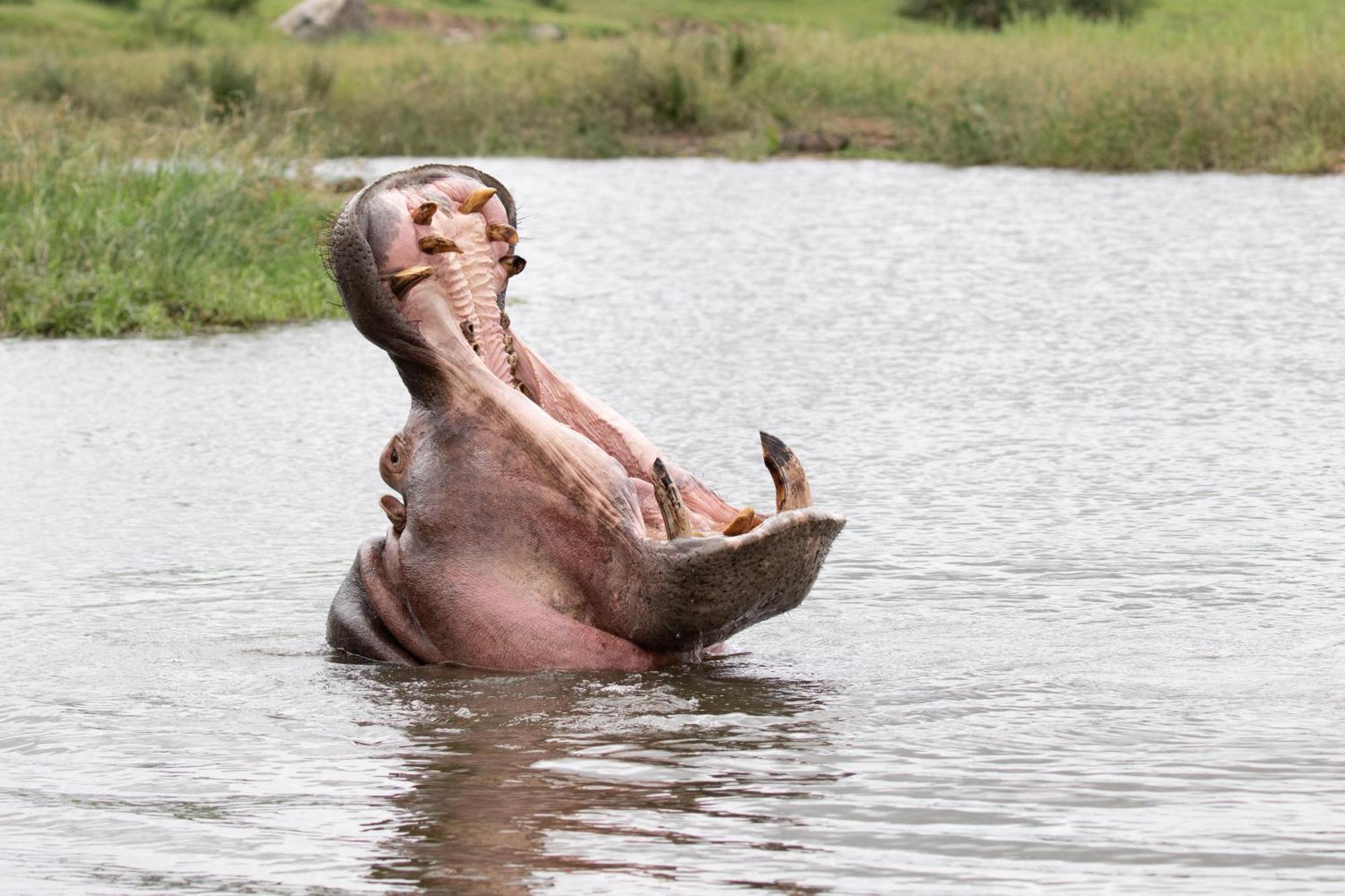 Tomo Safari Lodge Hoedspruit Eksteriør bilde