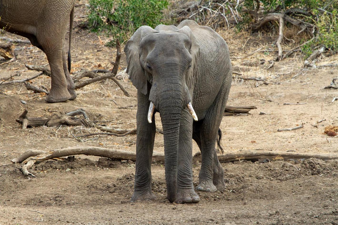 Tomo Safari Lodge Hoedspruit Eksteriør bilde