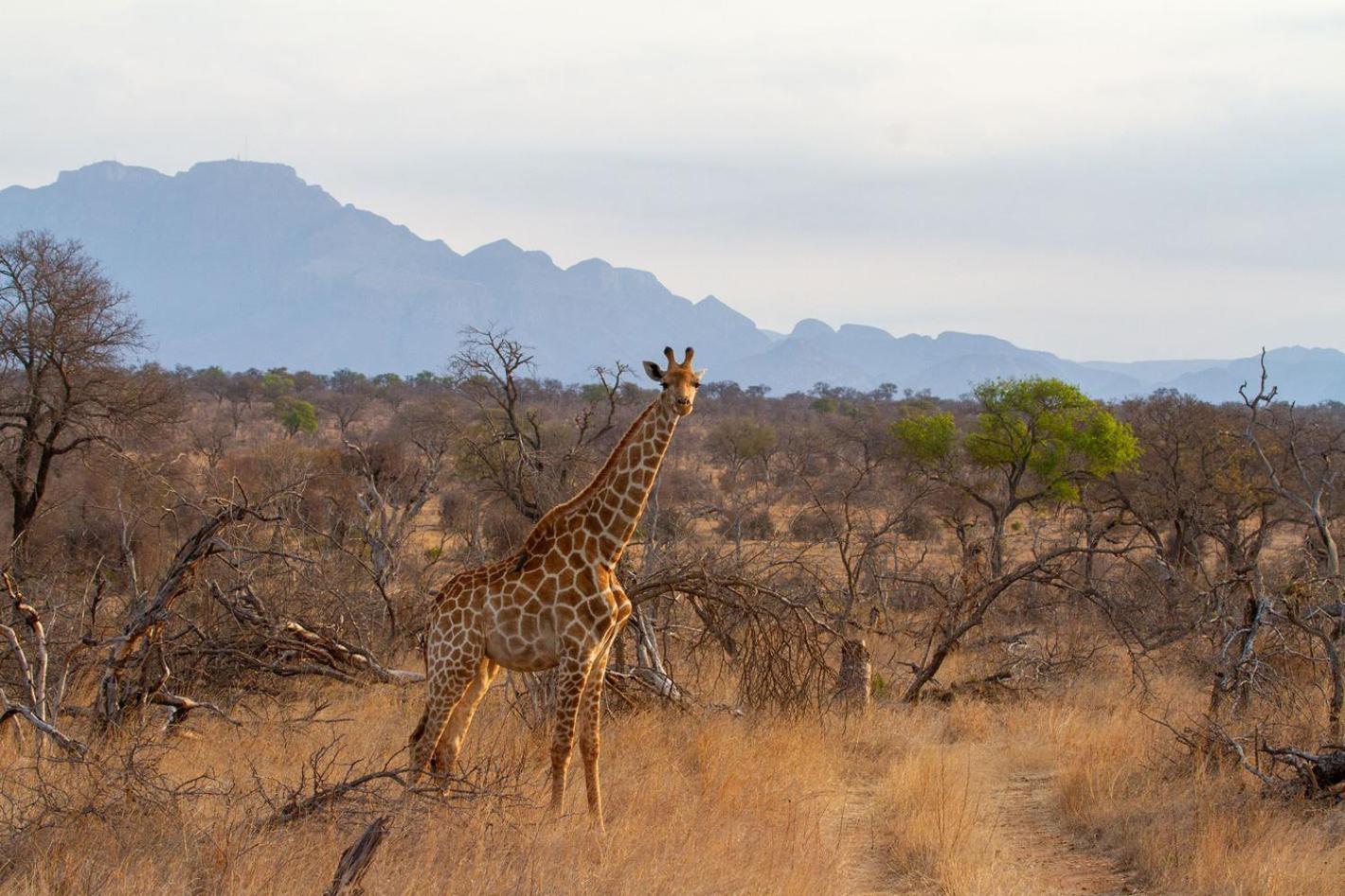 Tomo Safari Lodge Hoedspruit Eksteriør bilde