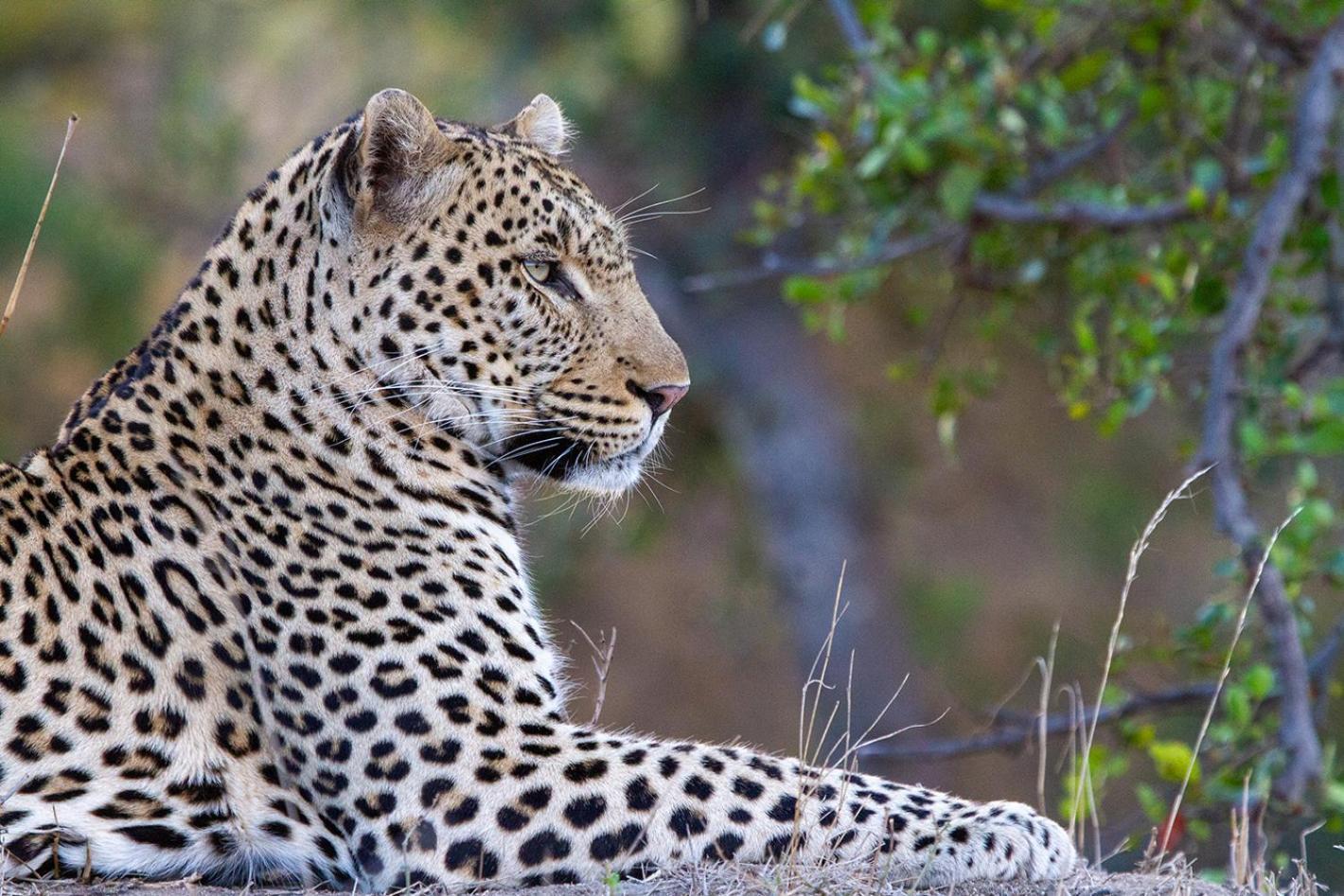 Tomo Safari Lodge Hoedspruit Eksteriør bilde