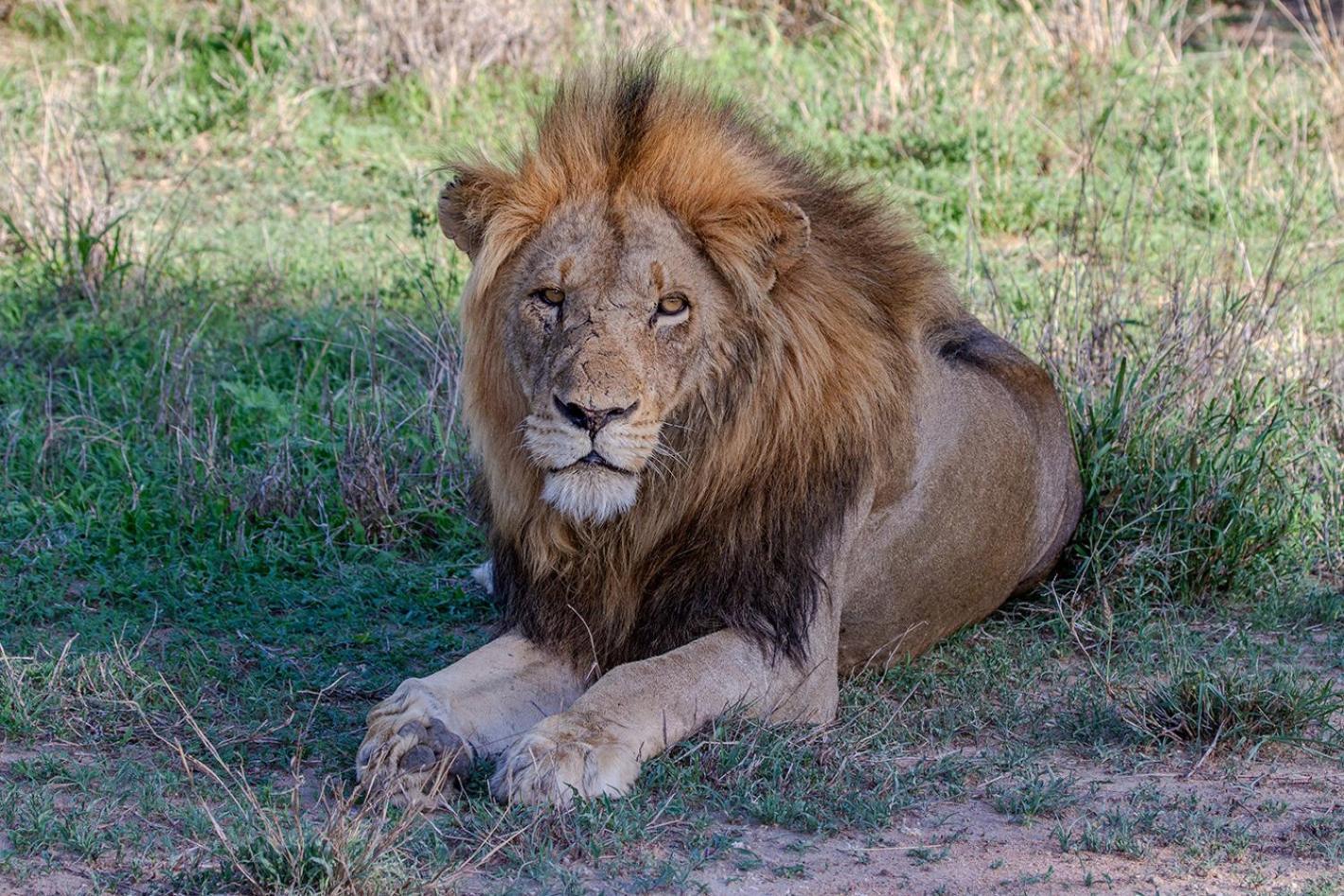 Tomo Safari Lodge Hoedspruit Eksteriør bilde