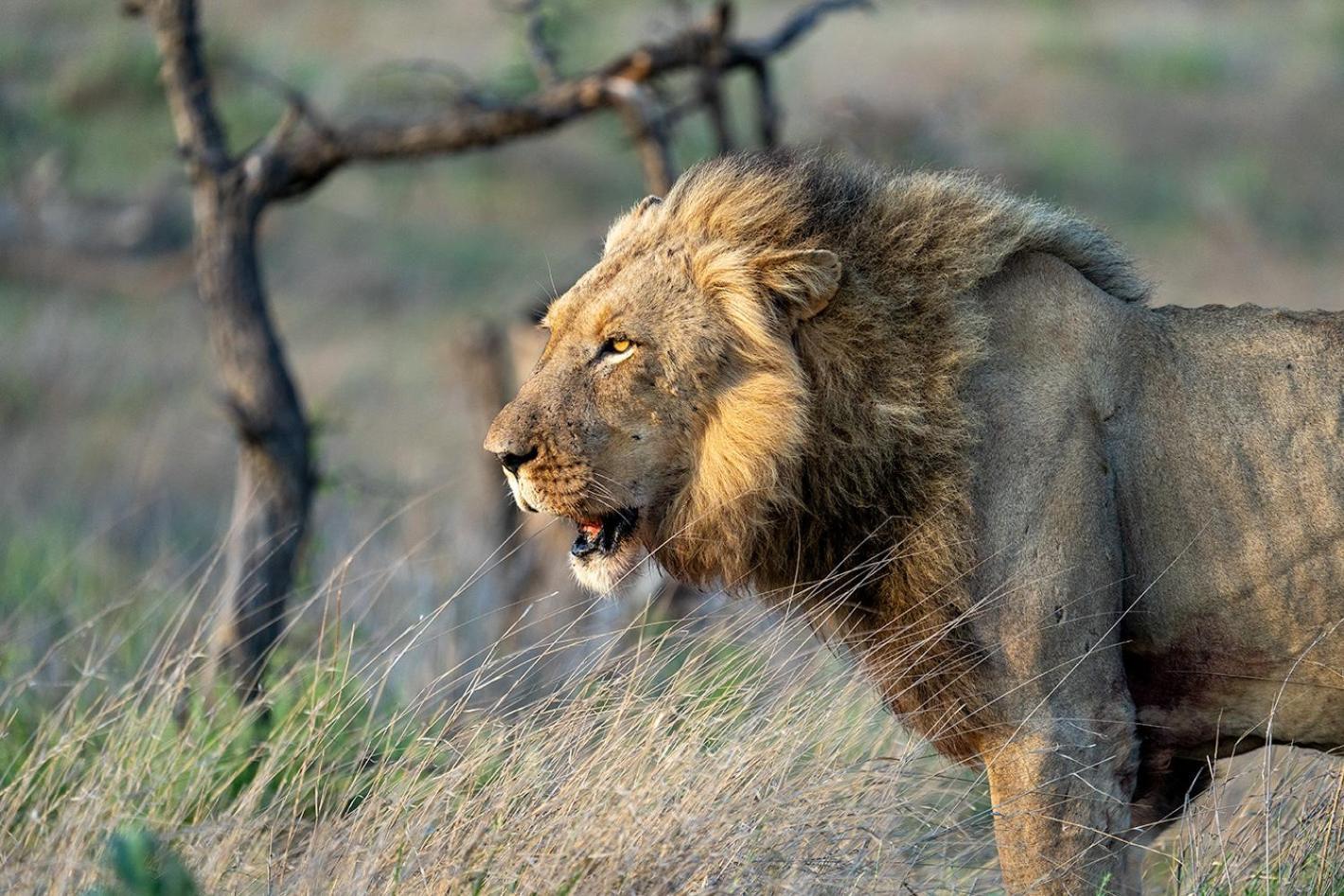 Tomo Safari Lodge Hoedspruit Eksteriør bilde