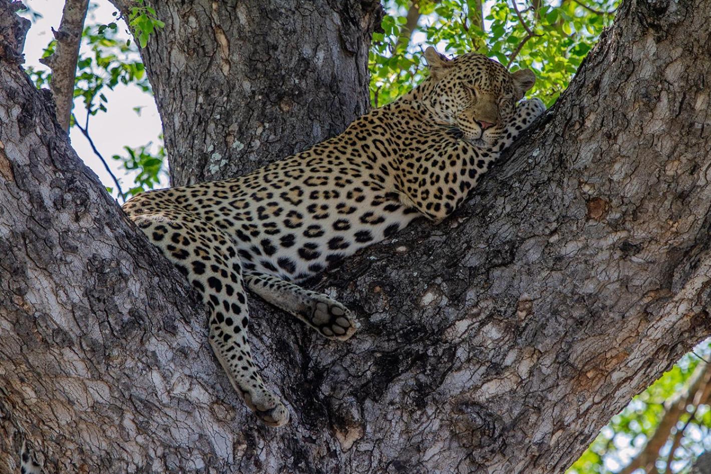 Tomo Safari Lodge Hoedspruit Eksteriør bilde