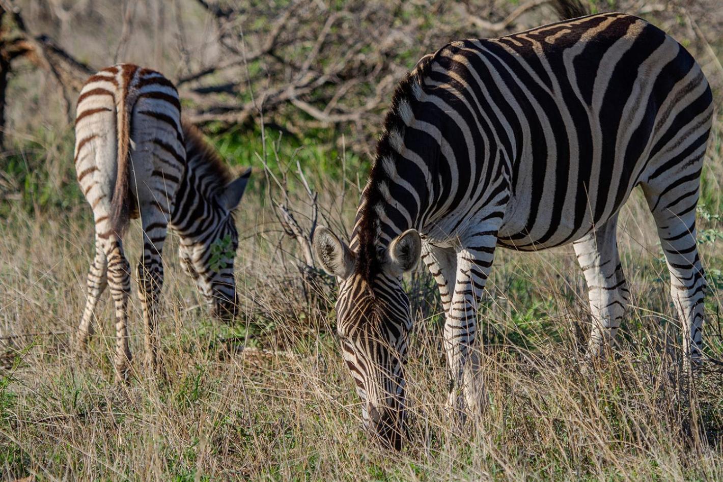 Tomo Safari Lodge Hoedspruit Eksteriør bilde